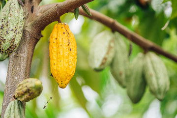 Obraz premium Cacao Tree. Organic cocoa fruit pods in nature. Theobroma cacao.