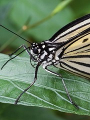 Obraz premium Tropical Butterfly resting on Leaf and Flower