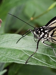 Tropical Butterfly resting on Leaf and Flower