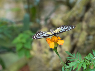 Tropical Butterfly resting on Leaf and Flower