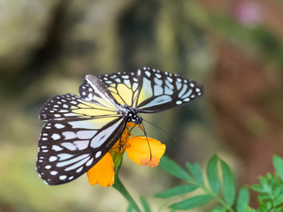 Tropical Butterfly resting on Leaf and Flower