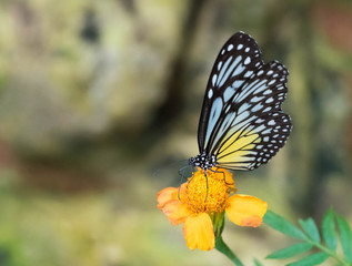 Tropical Butterfly resting on Leaf and Flower