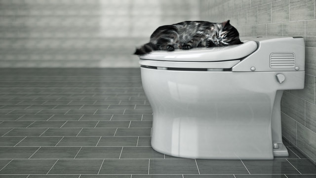 cat sleeping in the toilet