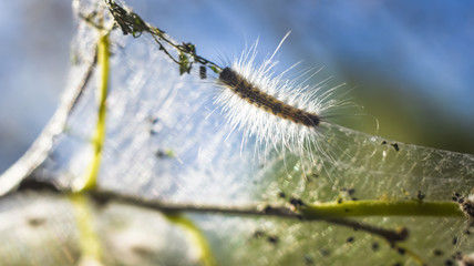 caterpillars of the American butterfly