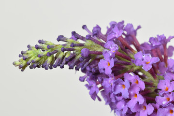 Macro image of a buddleia flower