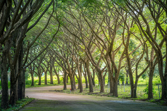 Green nature background.Pedestrian walkway for exercise lined up with beautiful tall trees