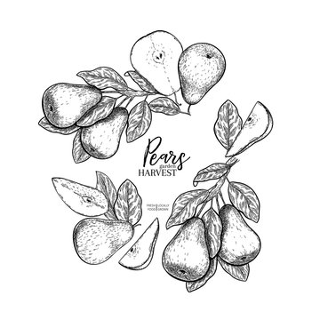 Hand drawn banner of pears. Summer harvest. Vector vintage engraved style. Autumn garden fruits and berries. Fall holiday flyer. Thanksgiving, farm festival, food market design.