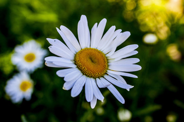 Obraz premium White and yellow