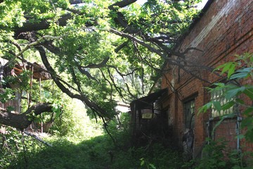 tree attacks house