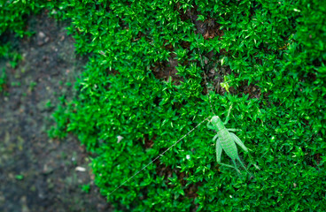 Macro shot detail of small grasshopper on green grass. Insect ecology. Small animal in the world. Grasshopper's life cycle