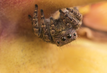 Super macro Carrhotus sannio (female) or Jumping spider hiding under flower