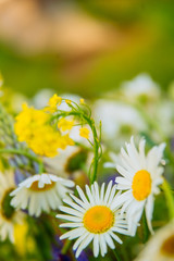 Natural background of daisies on green background