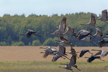 Black storks fly over yellow fields