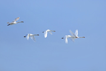 flock of white swans flying against the blue sky