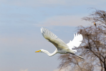Heron takes off from the shore of the lake. Lake Baringo, Kenya