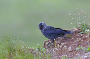 a young crow sitting on the hill