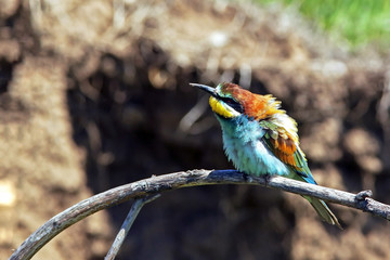 beautiful colorful bird the bee-eater sitting on a tree branch