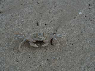 Beach Crab on Sand