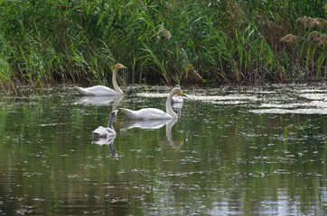 A swan family swimming in a calm lake
