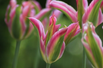 Naklejka premium Tulpe
