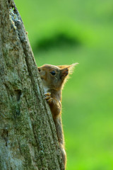 Eichhörnchen (Sciurus vulgaris) © gebut