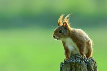 Eichhörnchen (Sciurus vulgaris) © gebut