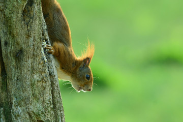 Eichhörnchen (Sciurus vulgaris) © gebut