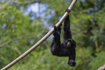Gibbon