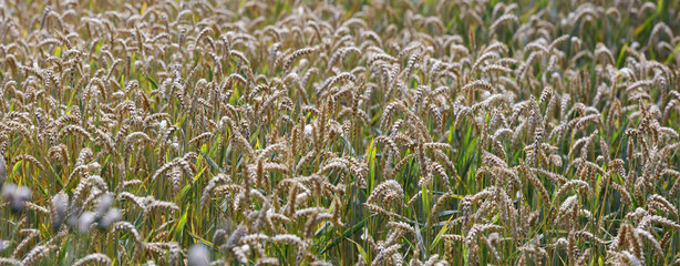 Weizenfeld mit reifen Ähren, Panorama