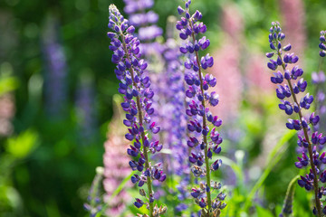 Lupine flowers different colors on the field. Selective focus.
