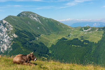 Cattle with view of Dolomites from Monte Baldo