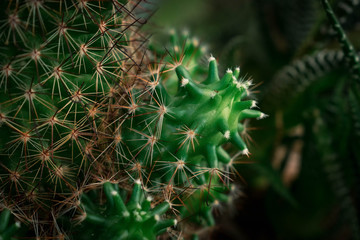 Macro photo of cactus