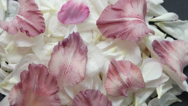 Petals of white dahlia and pink gladiolus on a black background