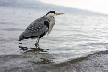 crane bird standing in water, wintertime