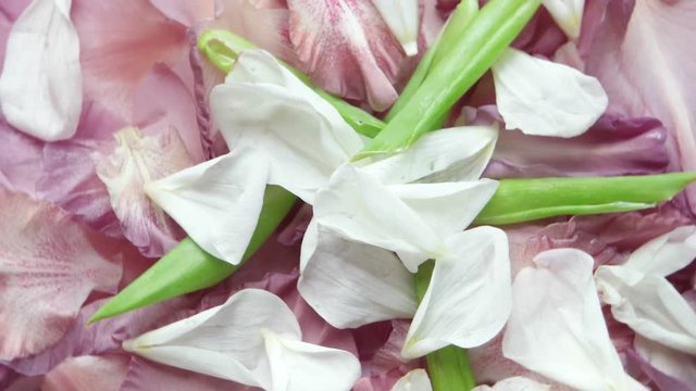 Petals of white dahlia and pink gladiolus, background