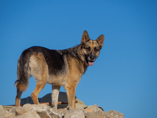 German shepherd in the wild