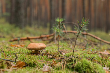 Grzyb w lesie. - Mushroom in the forest.