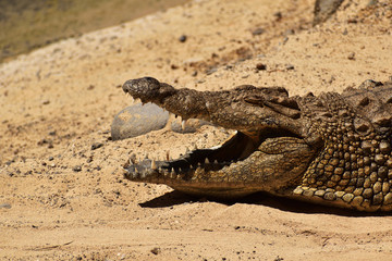 aligator wygrzewający się w słońcu