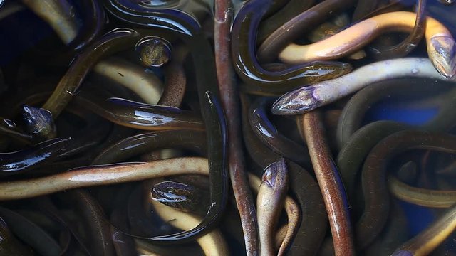 Seafood.Fresh live eels close up . Asian cuisine