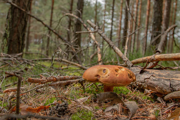 Grzyb w lesie © Mateusz
