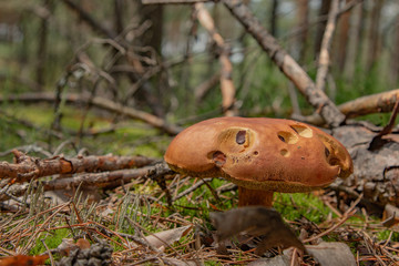 Grzyb w lesie © Mateusz