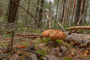 Grzyb w lesie © Mateusz