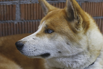 Close-up face of young domestic akita inu dog in front of brick wall.