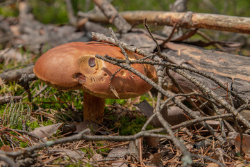 Grzyb w lesie © Mateusz