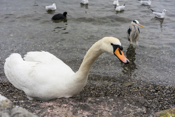 swan close up on lake shore in winter with birds
