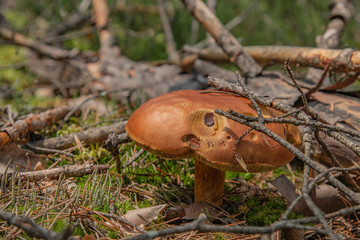 Grzyb w lesie © Mateusz