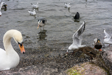 swan close up on lake shore in winter with birds