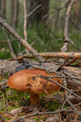 Grzyb w lesie © Mateusz