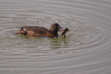 Fuligule morillon à la pêche à l'écrevisse