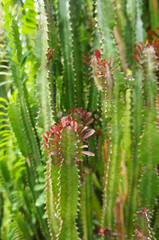 Euphorbia leuconeura or madagascar jewel plant